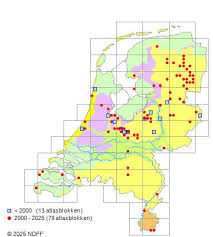Attēlu rezultāti vaicājumam “Fellhanera subtilis”