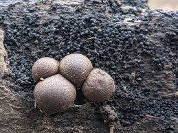 Attēlu rezultāti vaicājumam “Lycogala miserum”