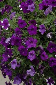 Image result for Petunia