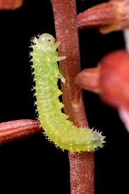 Attēlu rezultāti vaicājumam “Gynaephora selenitica larva”