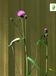 Attēlu rezultāti vaicājumam “Cirsium heterophyllum leaf”