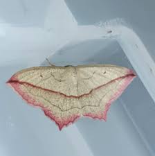 Attēlu rezultāti vaicājumam “Timandra comae”