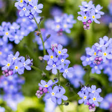 Attēlu rezultāti vaicājumam “Myosotis sylvatica flower”