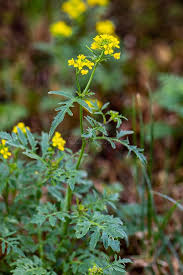 Attēlu rezultāti vaicājumam “Rorippa amphibia”