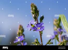 Attēlu rezultāti vaicājumam “Veronica chamaedrys bud”