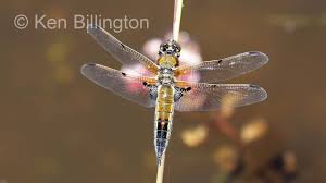 Attēlu rezultāti vaicājumam “Libellula quadrimaculata”