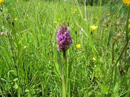 Attēlu rezultāti vaicājumam “Dactylorhiza ochroleuca flower”