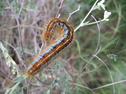Attēlu rezultāti vaicājumam “Malacosoma castrensis male”