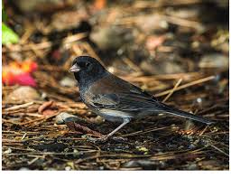 Image result for Junco hyemalis