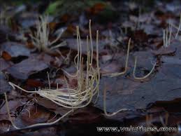 Attēlu rezultāti vaicājumam “Macrotyphula juncea”