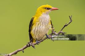 Attēlu rezultāti vaicājumam “Oriolus oriolus female”