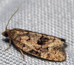 Attēlu rezultāti vaicājumam “Dichelia histrionana”