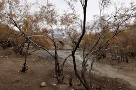 Image result for selvatici tehron