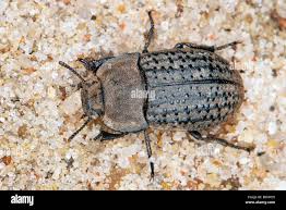 Attēlu rezultāti vaicājumam “Opatrum sabulosum”