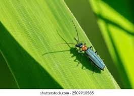 Attēlu rezultāti vaicājumam “Oedemera croceicollis”