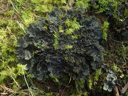 Attēlu rezultāti vaicājumam “Peltigera”