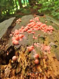 Attēlu rezultāti vaicājumam “Lycogala cf. oleocrystalliferum sessile”