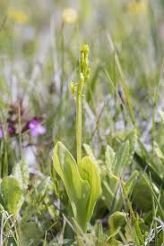 Attēlu rezultāti vaicājumam “Liparis loeselii flower”