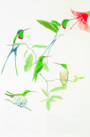 Image result for Kerbel