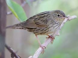 Image result for Locustella lanceolata