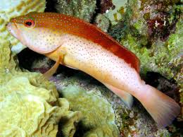 Image result for Cephalopholis fulva