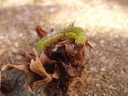 Attēlu rezultāti vaicājumam “Mamestra brassicae larva”