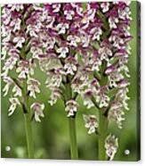 Attēlu rezultāti vaicājumam “Orchis ustulata”