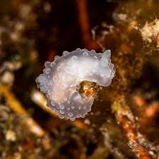 Attēlu rezultāti vaicājumam “Lycogala botrydium young”