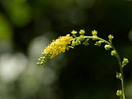 Attēlu rezultāti vaicājumam “Agrimonia pilosa flower”