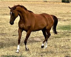 Resultado de imagen para sliced horse