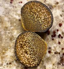 Attēlu rezultāti vaicājumam “Rhizopogon luteolus”