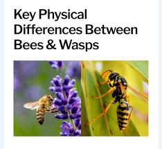 Image result for East Kilbride Wasps