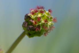 Attēlu rezultāti vaicājumam “Poterium sanguisorba flower”