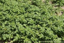 Attēlu rezultāti vaicājumam “Sinapis alba leaf”