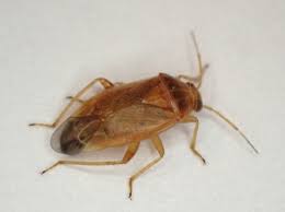 Attēlu rezultāti vaicājumam “Miridae”