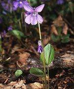Attēlu rezultāti vaicājumam “Viola uliginosa”