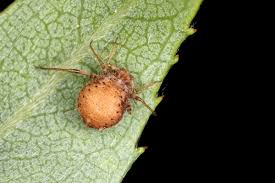 Attēlu rezultāti vaicājumam “Aphis farinosa”