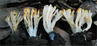 Attēlu rezultāti vaicājumam “Tremellodendropsis tuberosa”