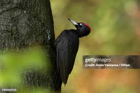 Attēlu rezultāti vaicājumam “Dryocopus martius”