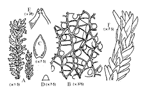 Attēlu rezultāti vaicājumam “Sphagnum compactum”