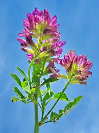 Attēlu rezultāti vaicājumam “Trifolium medium flower”