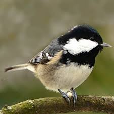 Attēlu rezultāti vaicājumam “Periparus ater”