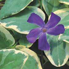 Attēlu rezultāti vaicājumam “Vinca minor leaf”