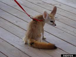 Attēlu rezultāti vaicājumam “Vulpes zerda”