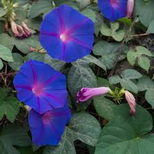 Image result for Ipomoea Lavender