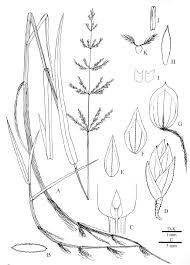 Attēlu rezultāti vaicājumam “Poa trivialis”