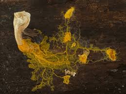 Attēlu rezultāti vaicājumam “Badhamia utricularis young”