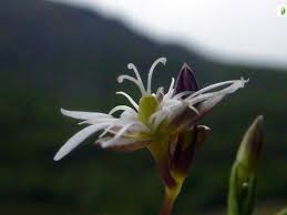 Attēlu rezultāti vaicājumam “Stellaria crassifolia leaf”