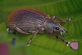 Attēlu rezultāti vaicājumam “Polydrusus mollis”