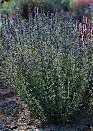 Attēlu rezultāti vaicājumam “Hyssopus officinalis”